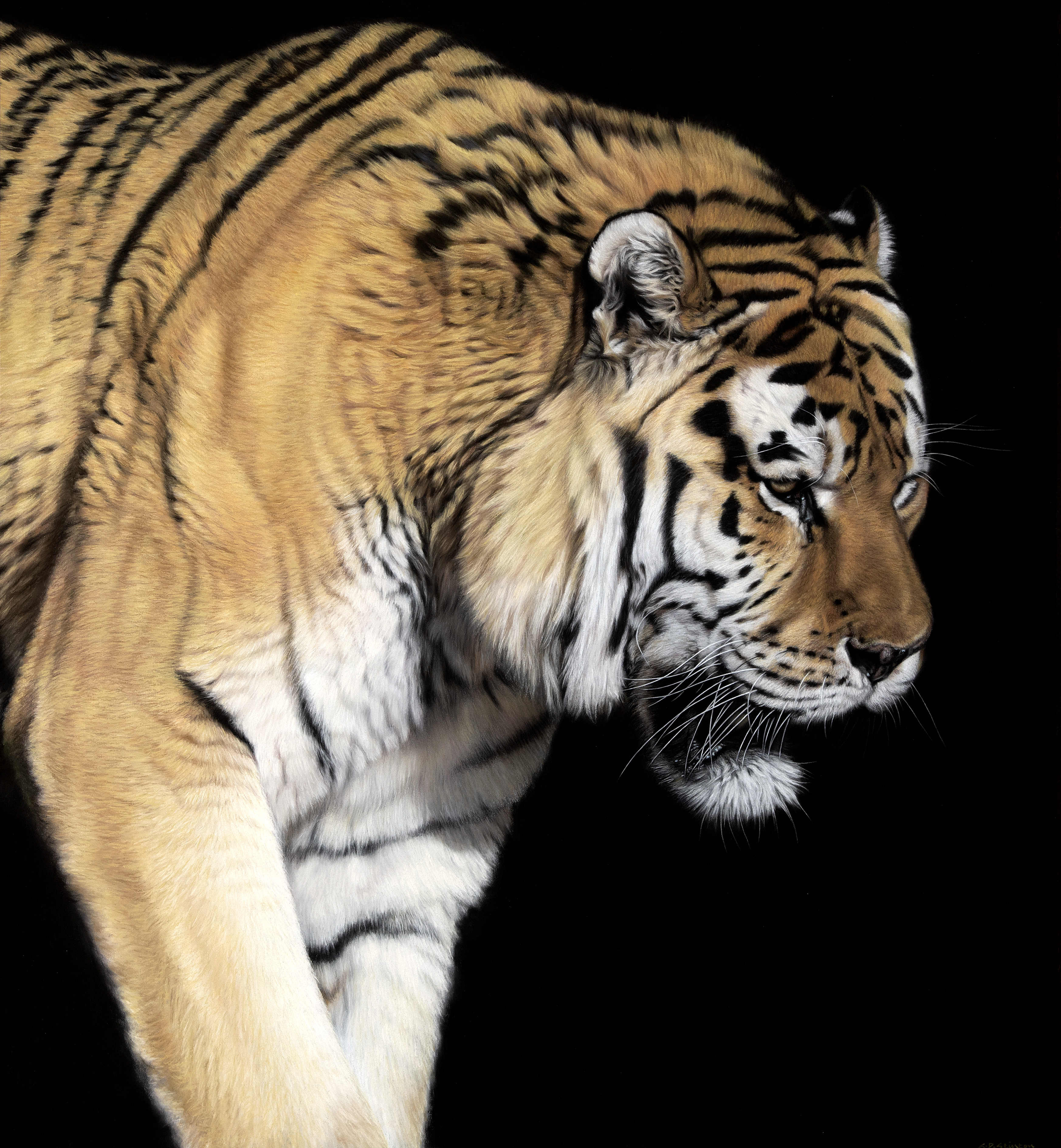 Amur Tiger - Close Encounter III