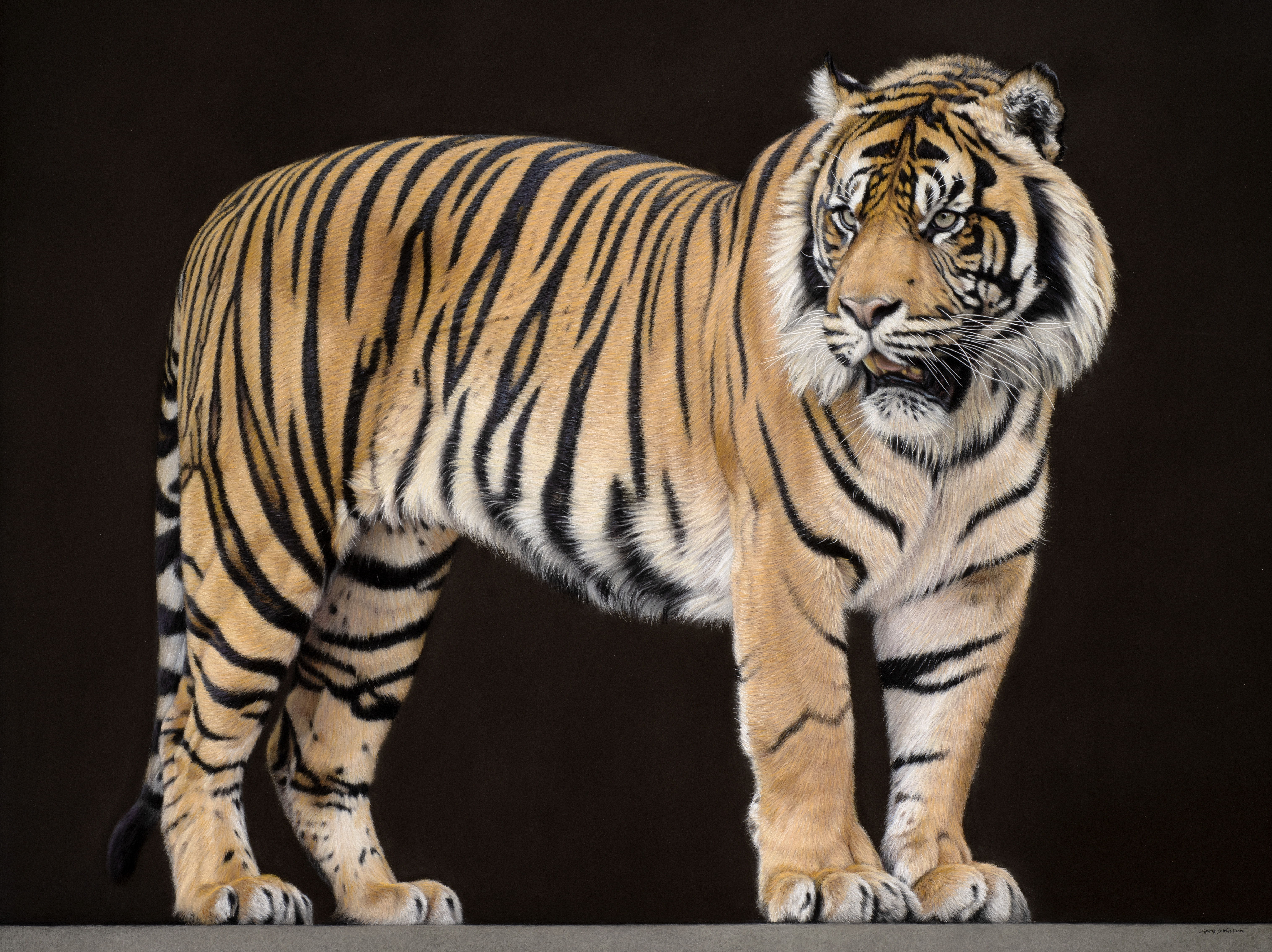 Close Encounter With Sumatran Tiger