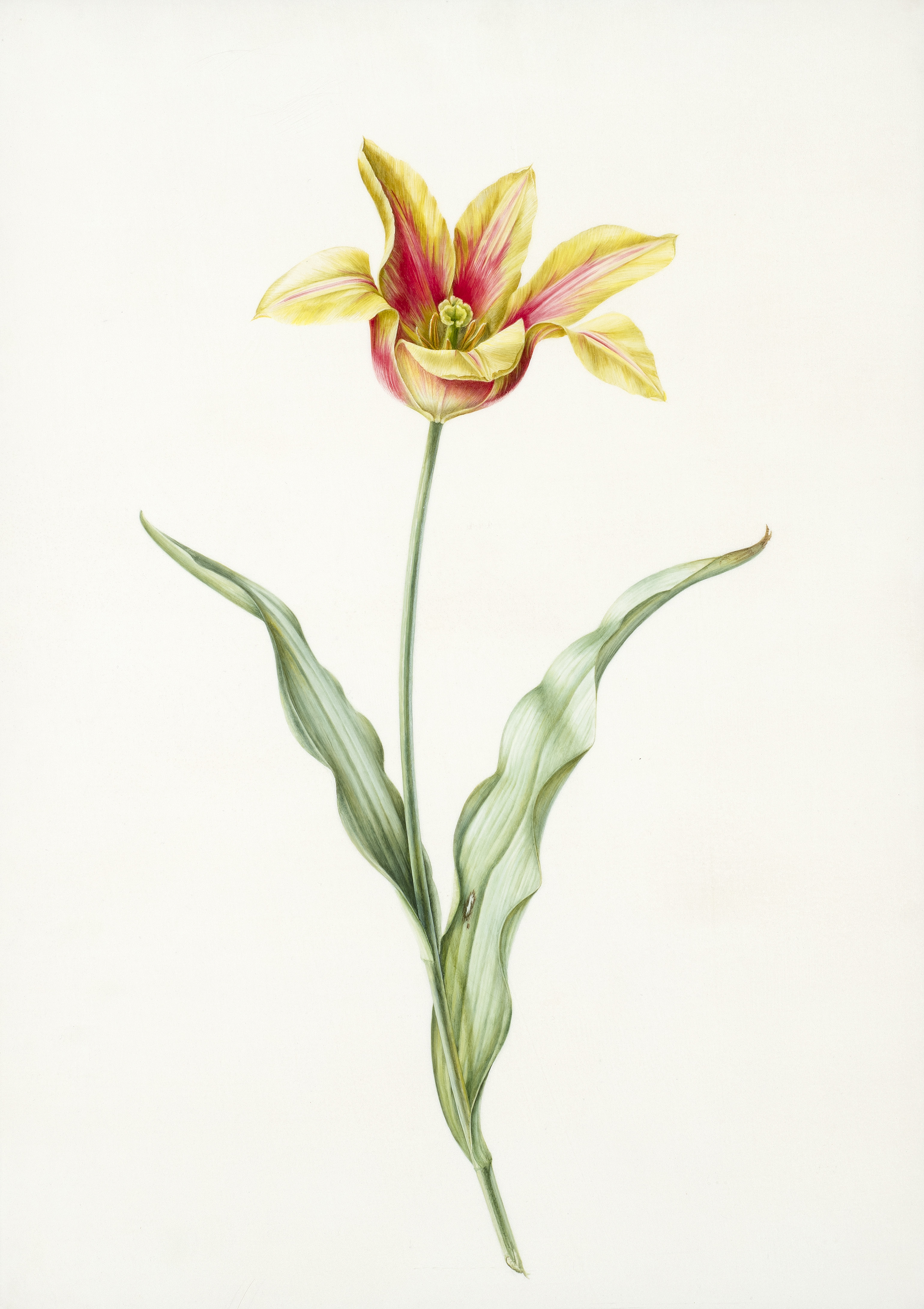 Mrs. Kaufmann's Tulip