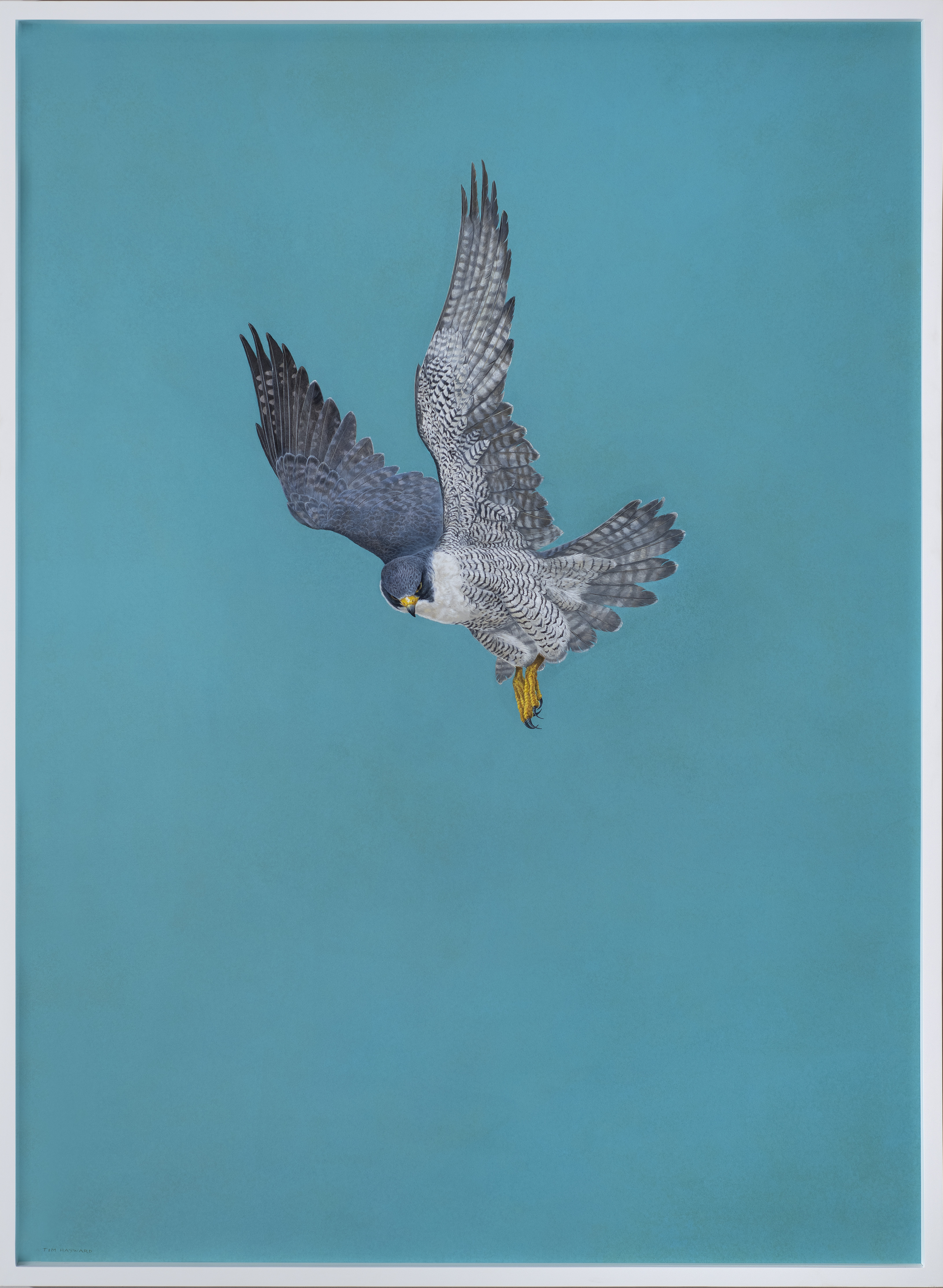 Peregrine Falcon - Blue