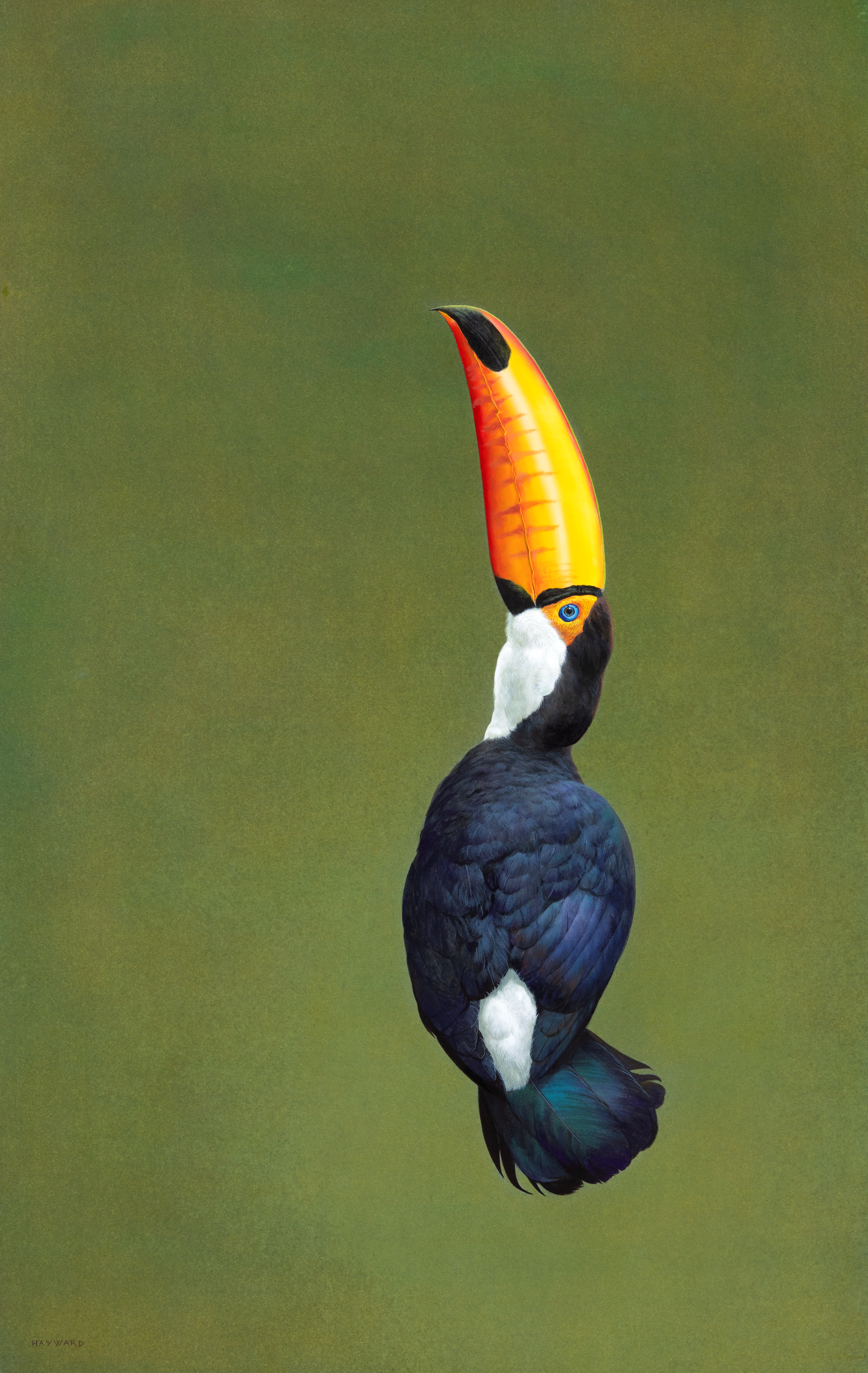 Toco Toucan