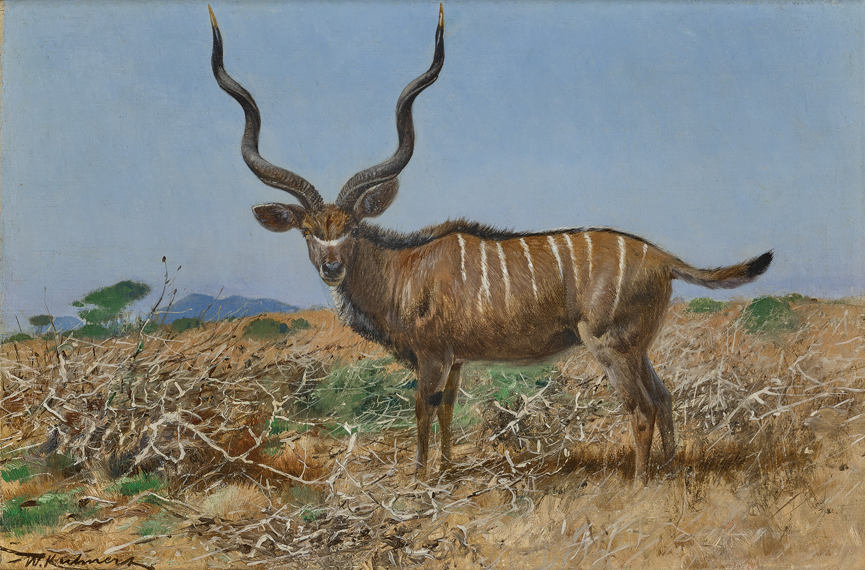 Kudu