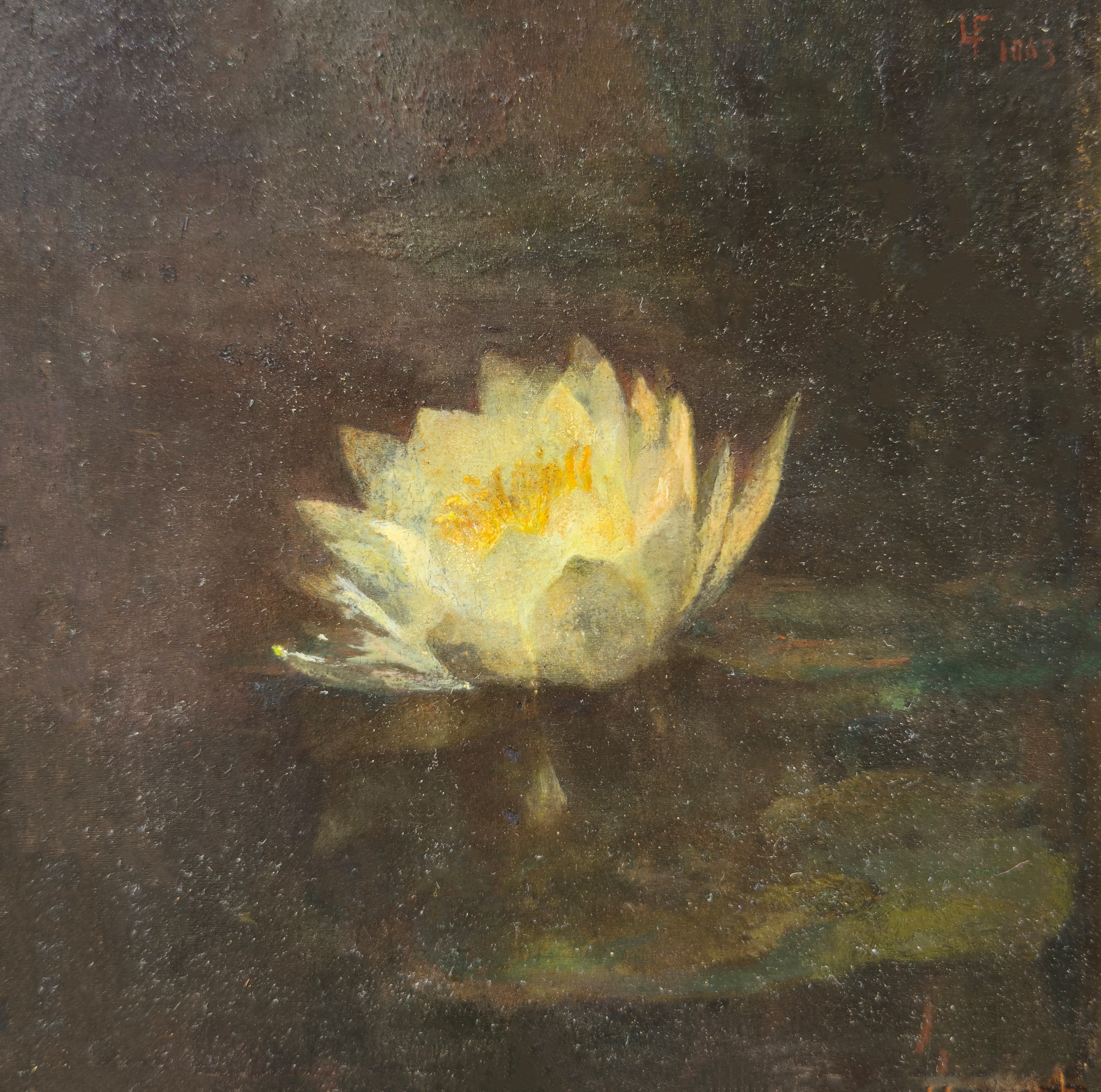 Water Lily