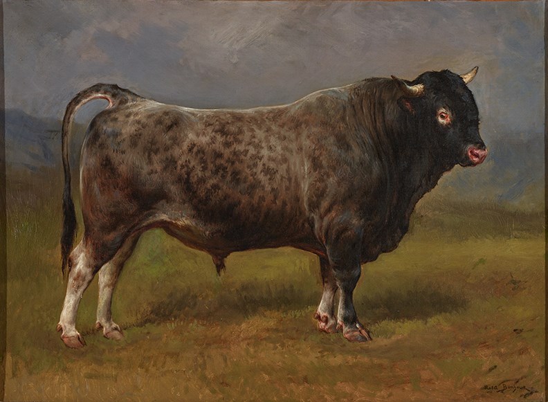 THE GREY BULL (LE TAUREAU GRIS)