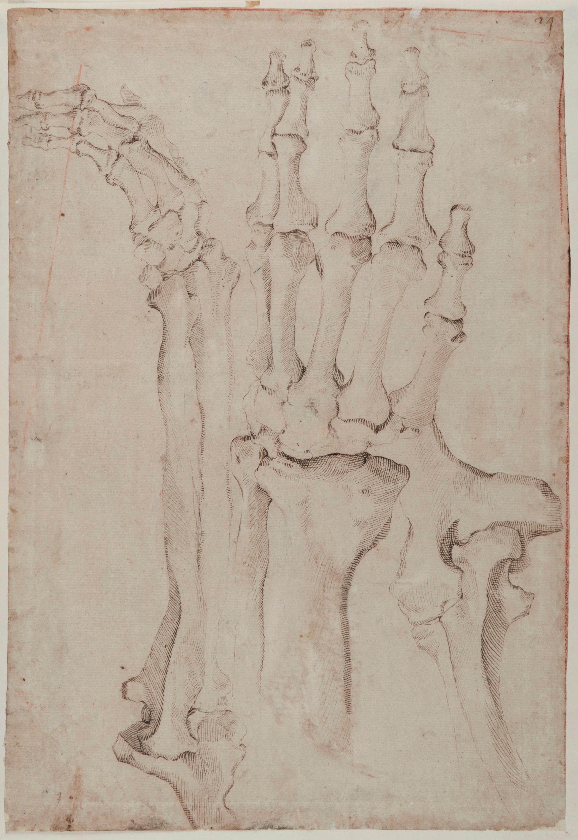 Study of the Bones of a Hand and Forearm